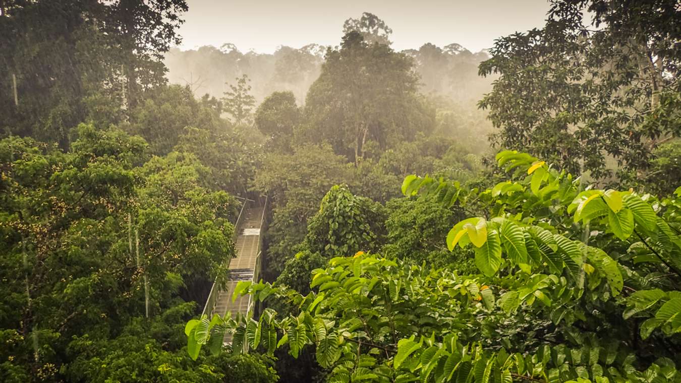 Rainforest Discovery Centre