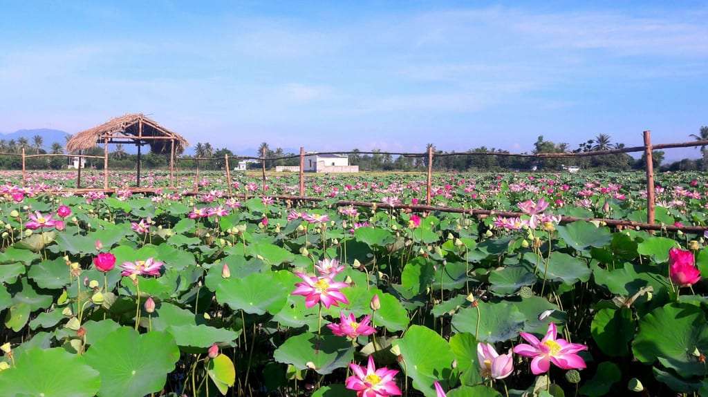 Hang Múa (Ninh Bình): Ngỡ ngàng đầm sen đẹp như tranh sơn thủy