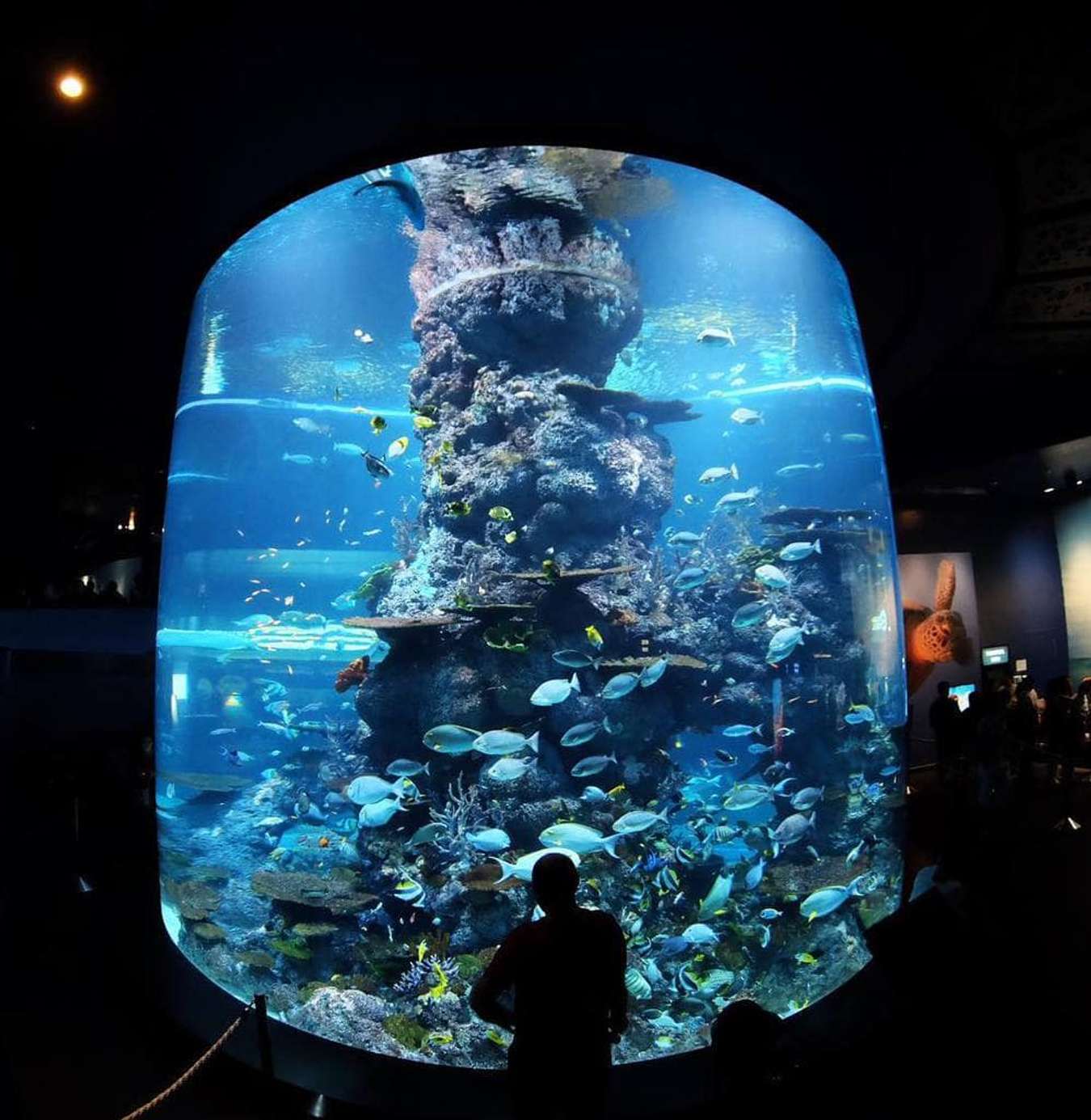 điểm du lịch singapore-thủy cung-SEA Aquarium-đảo sentosa