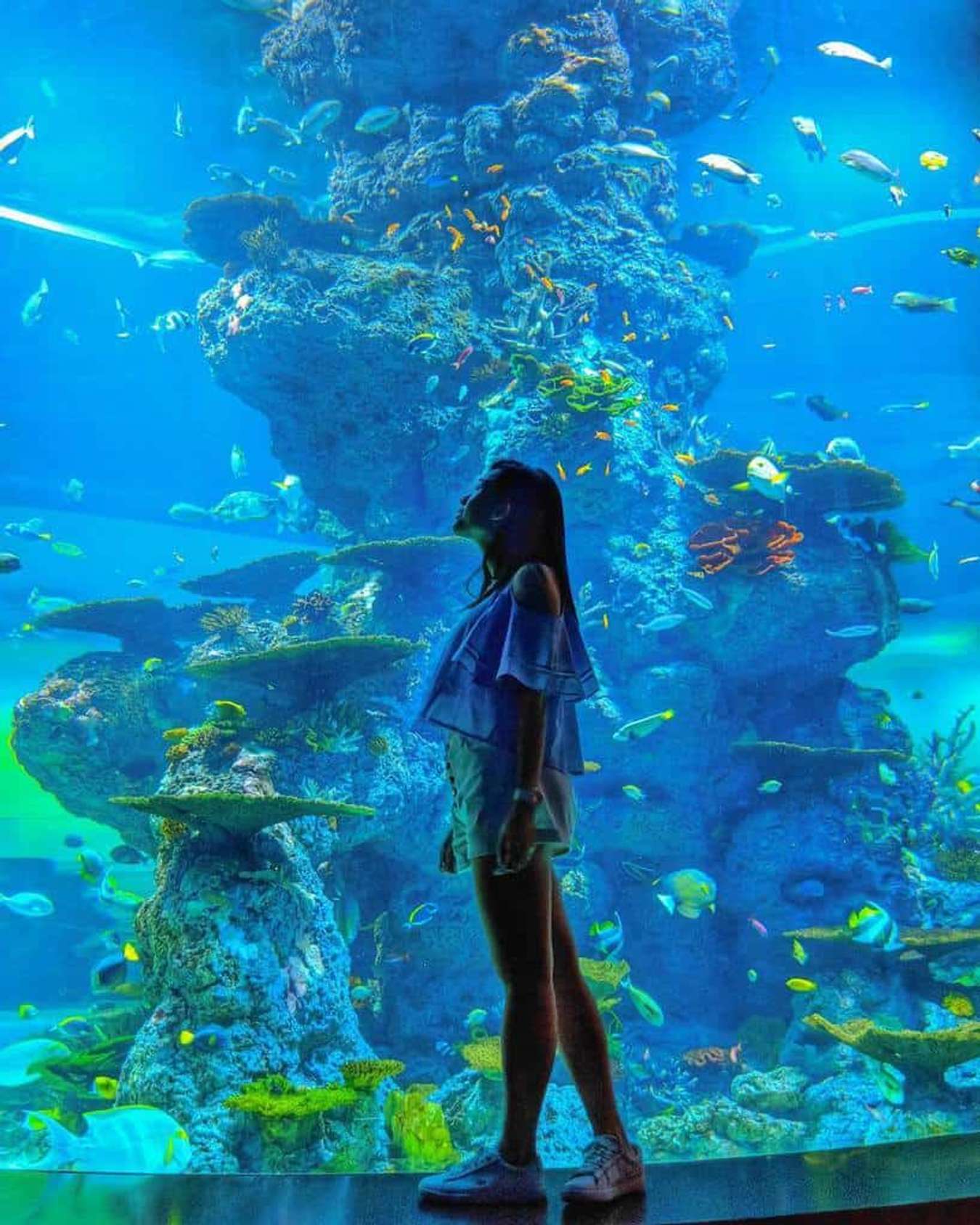 điểm du lịch singapore-thủy cung-SEA Aquarium-đảo sentosa