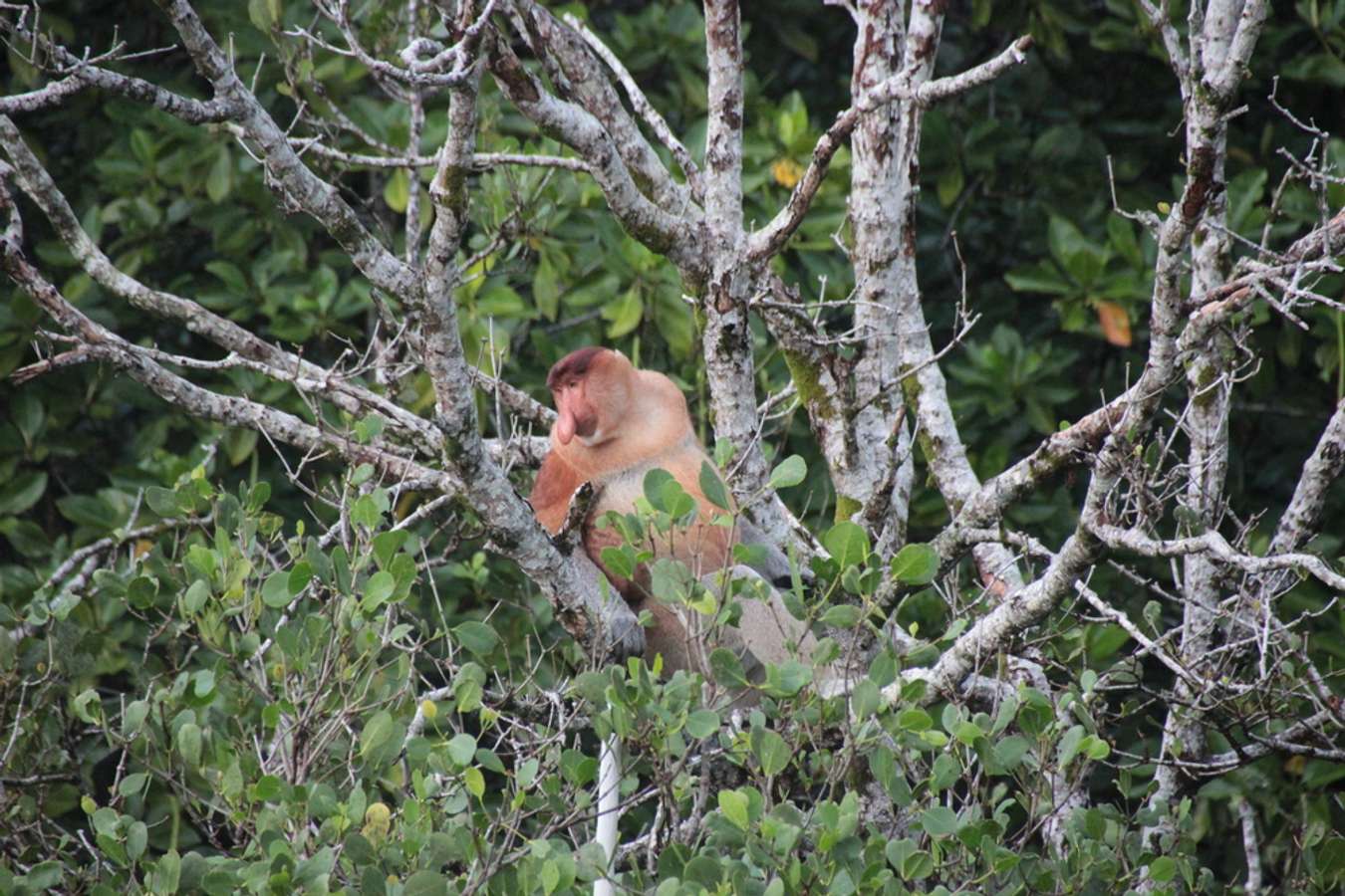 Kuching Wetlands National Park