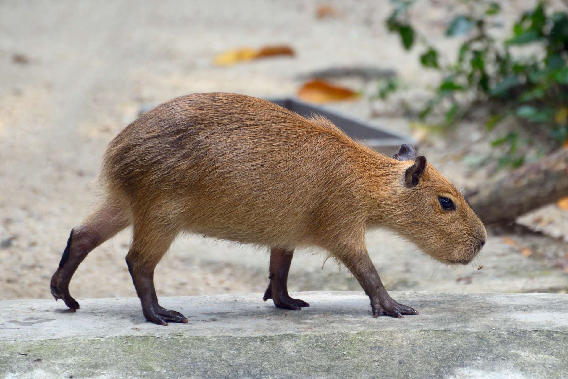Mengintip Beragam Hewan Unik dan Menggemaskan di Batu Secret Zoo
