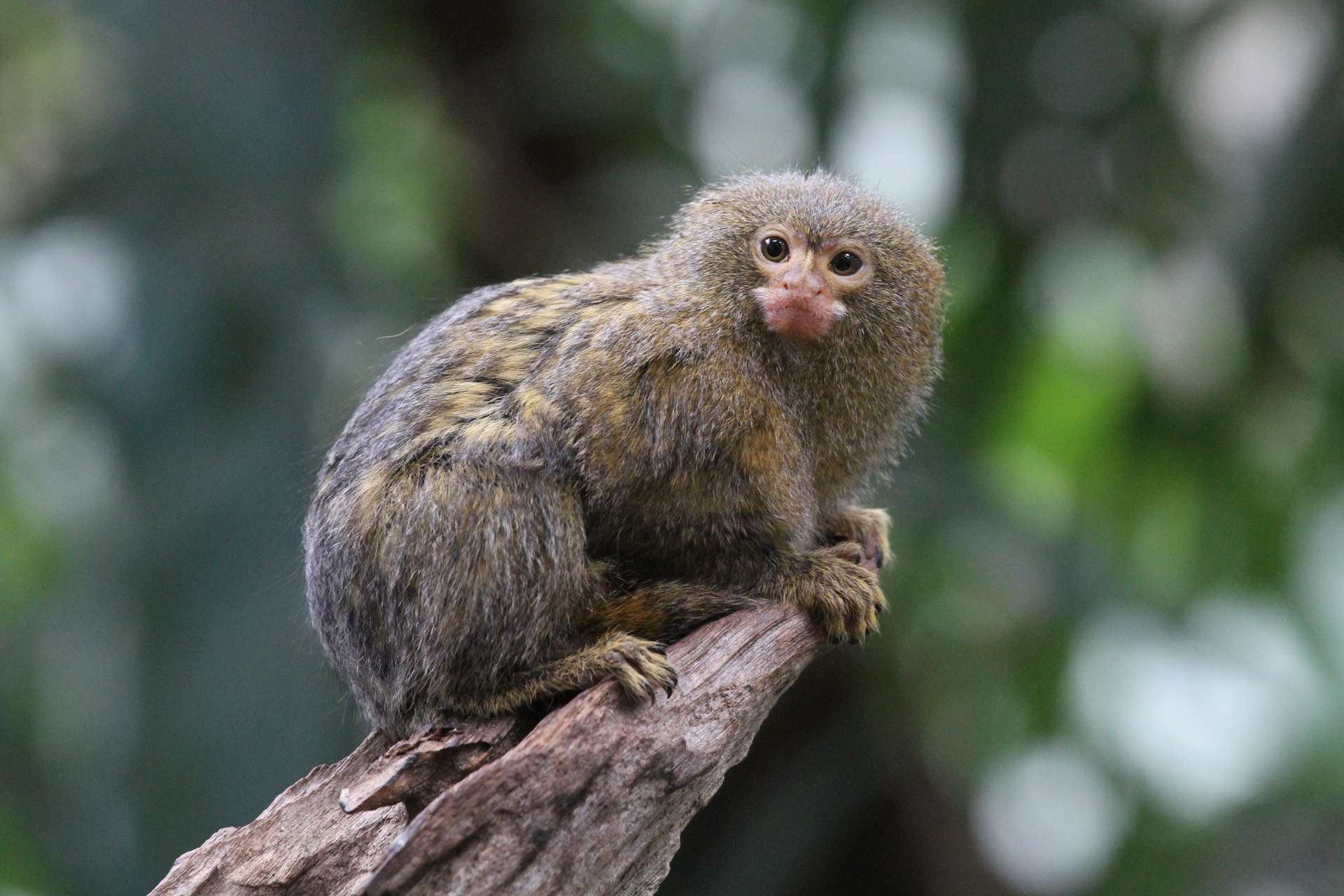 Mengintip Beragam Hewan Unik dan Menggemaskan di Batu Secret Zoo
