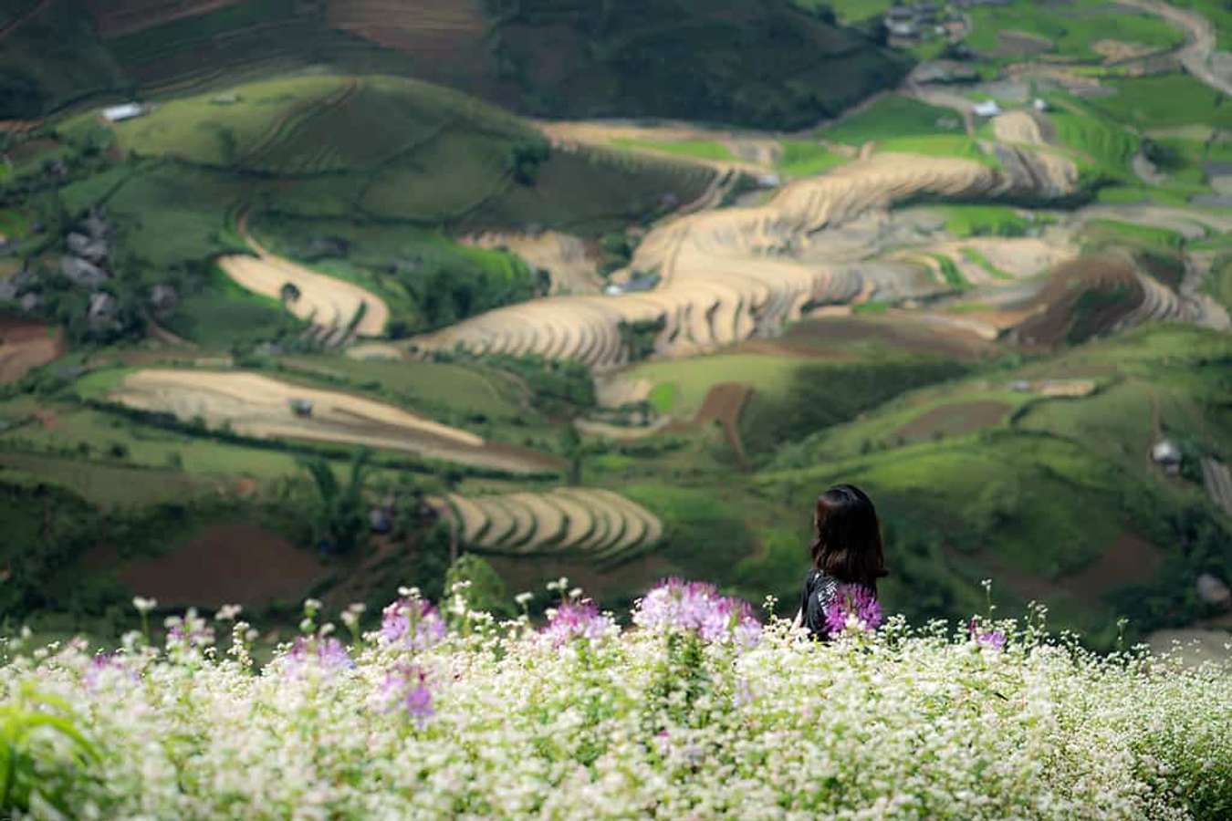 mù cang chải mùa nước đổ