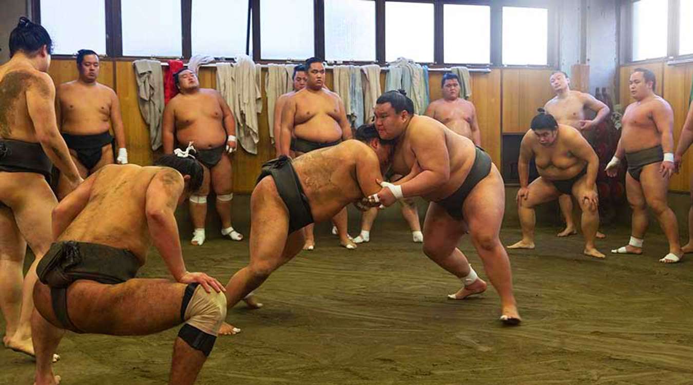 Sumo Stable