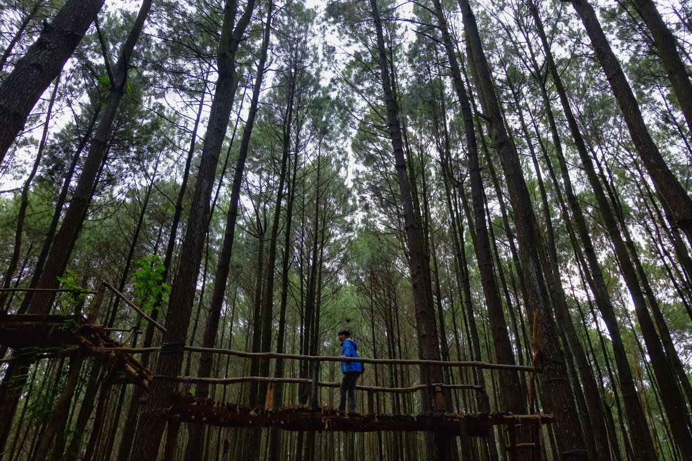 Hutan Pinus Mangunan