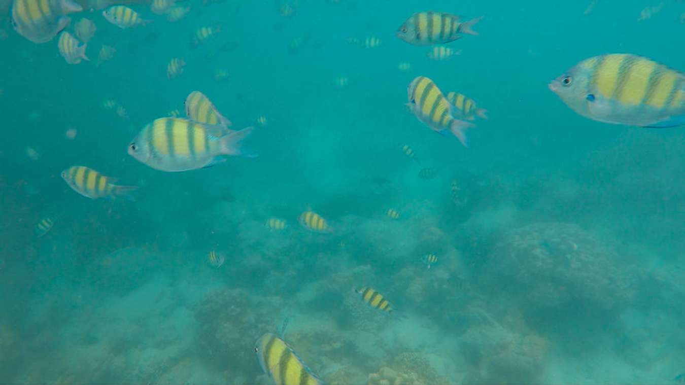 du lịch bụi thái lan - koh phi phi