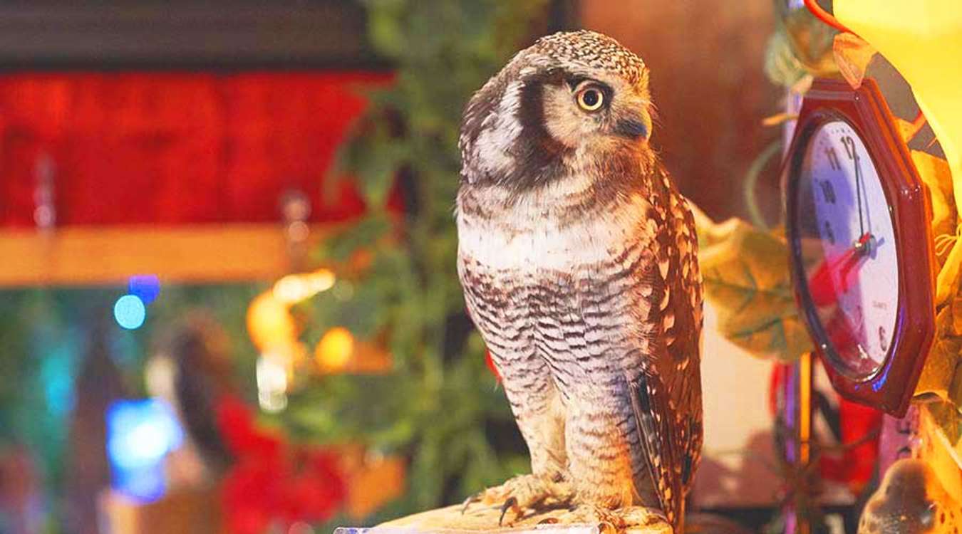 Happy Owl Café