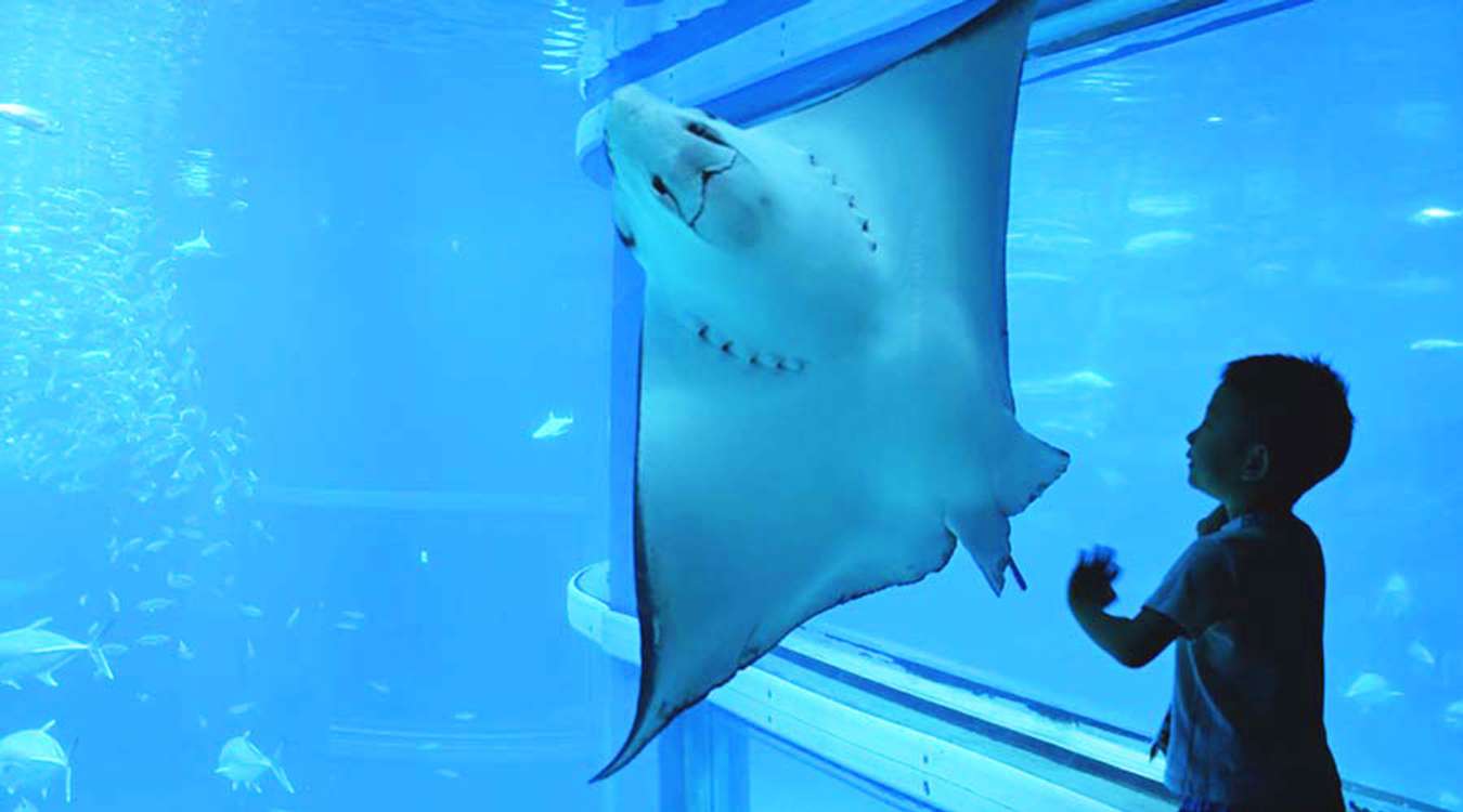 Kaiyukan Aquarium