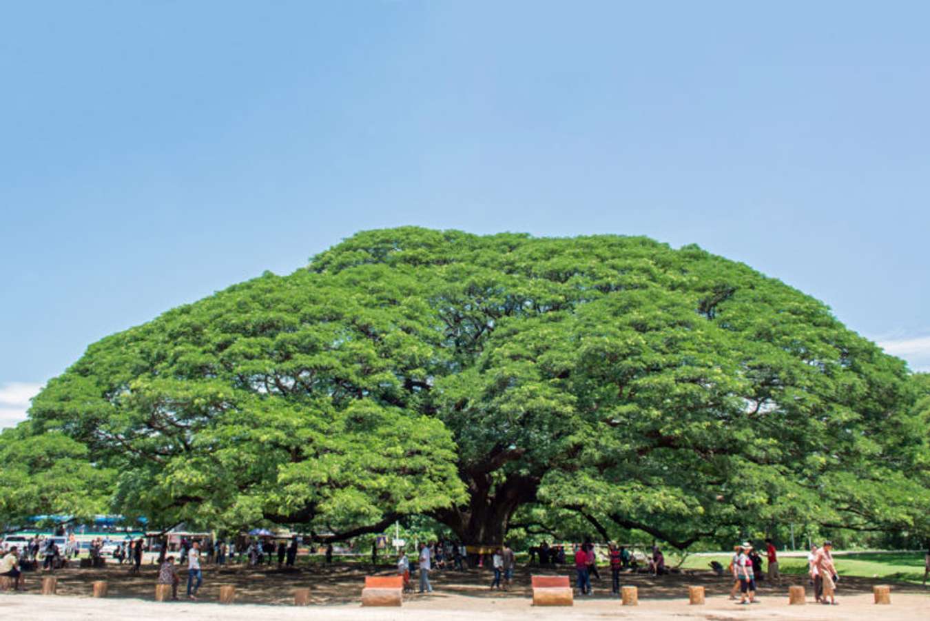 ต้นจามจุรียักษ์ - สถานที่เที่ยวในกาญจนบุรี