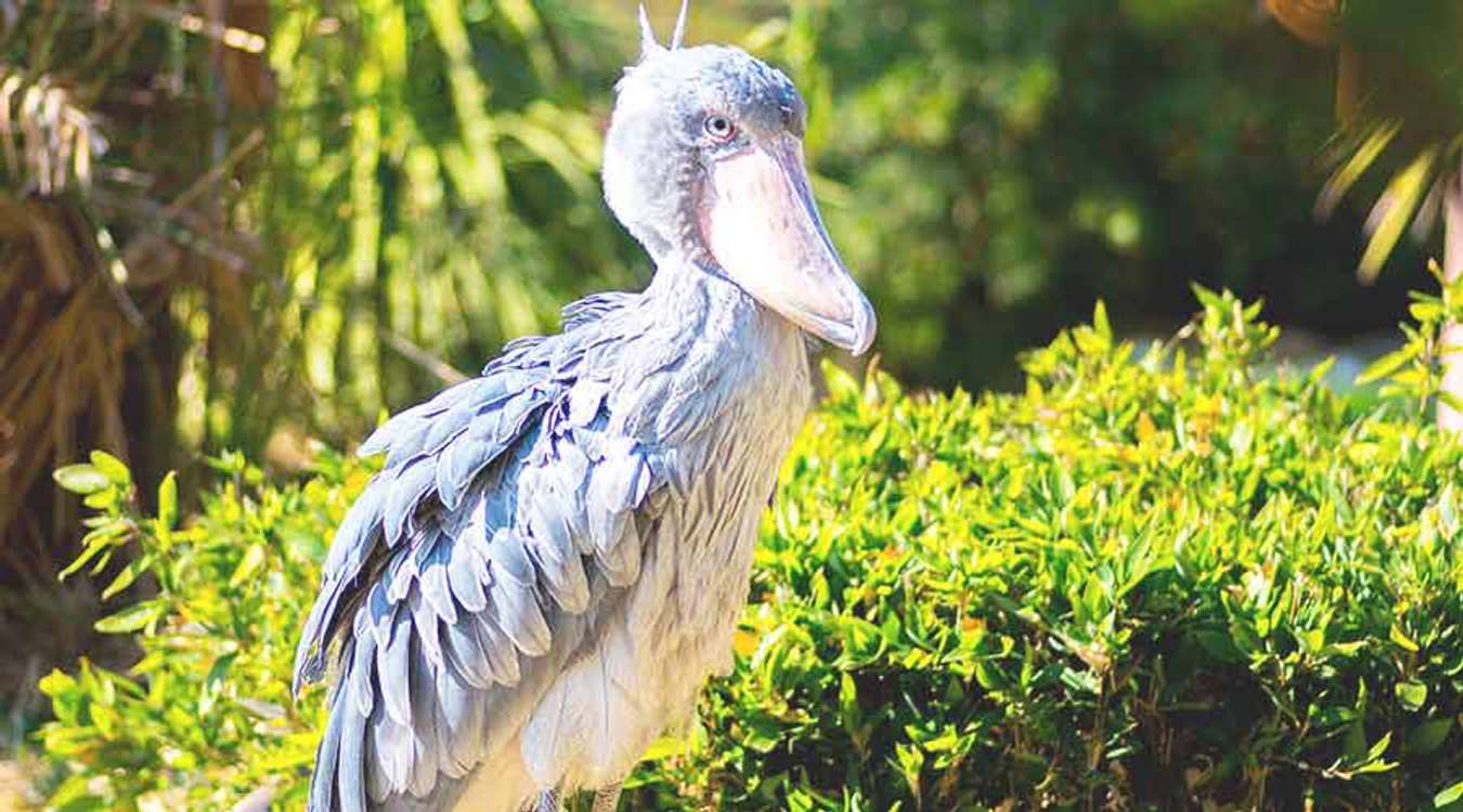 Ueno Zoo Balaeniceps Rex Bird