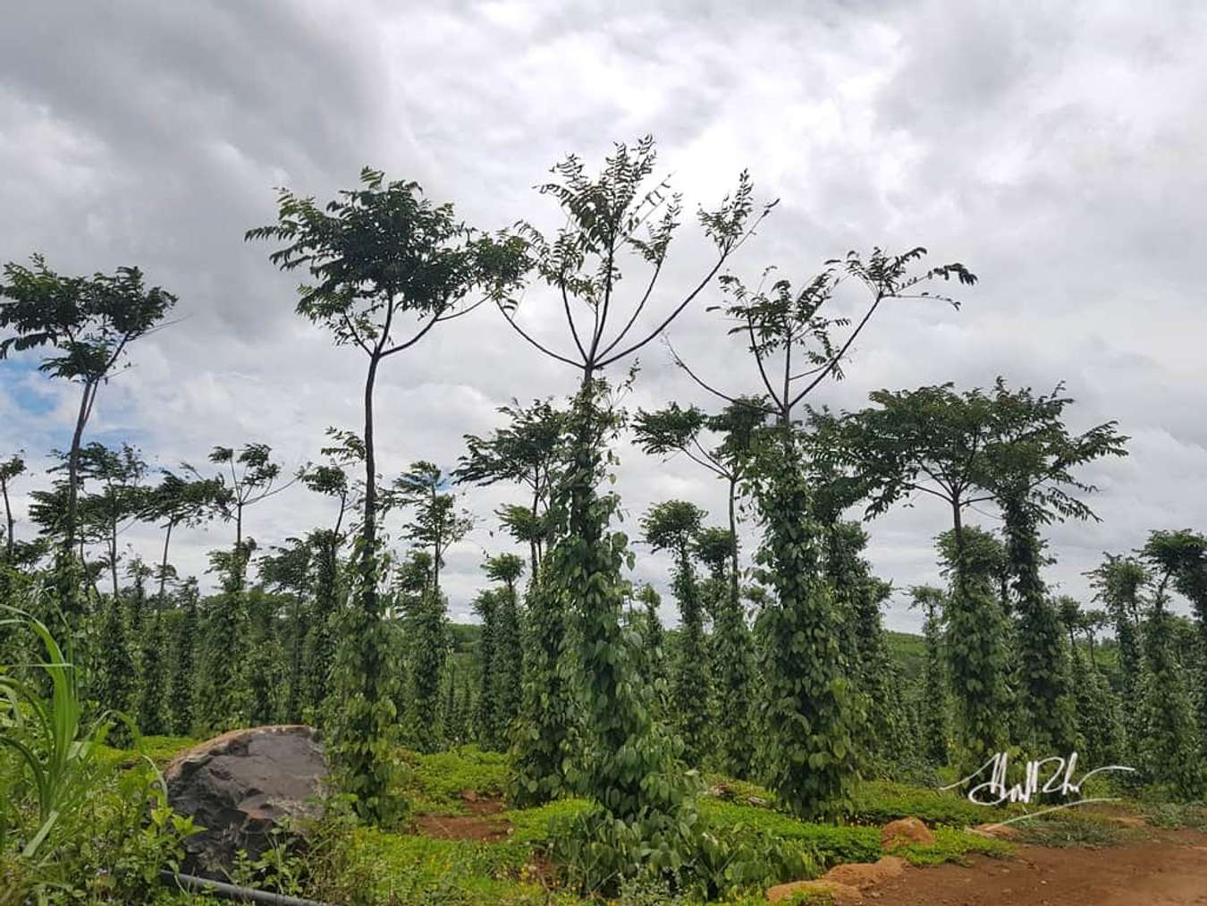 cao nguyên vân hòa phú yên-vườn tiêu