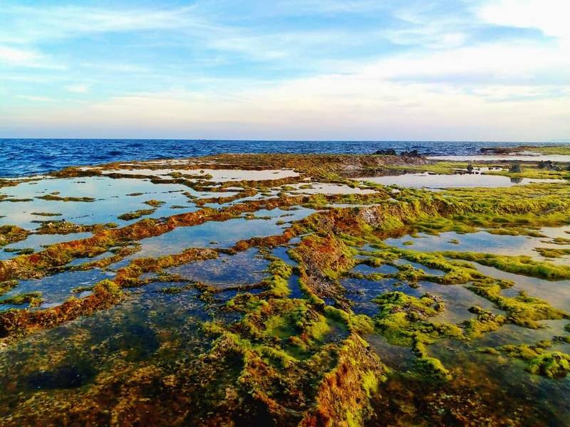 san hô hòn đỏ ninh thuận