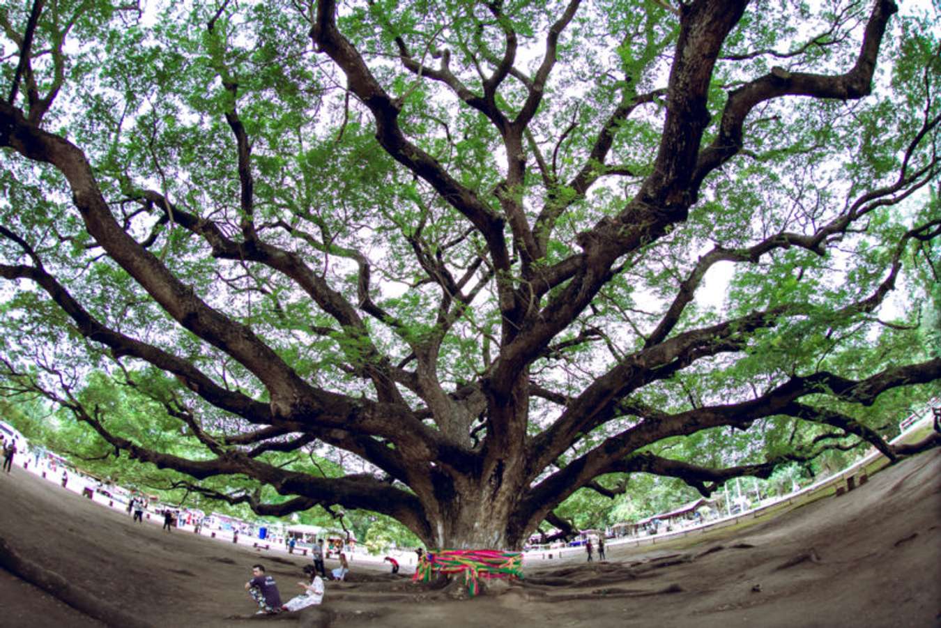 ต้นจามจุรียักษ์ - สถานที่เที่ยวในกาญจนบุรี