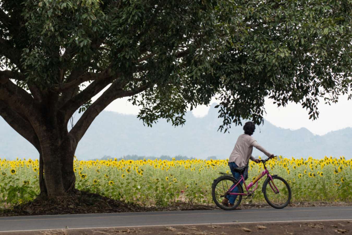 ทุ่งดอกทานตะวัน - สถานที่เที่ยวในลพบุรี