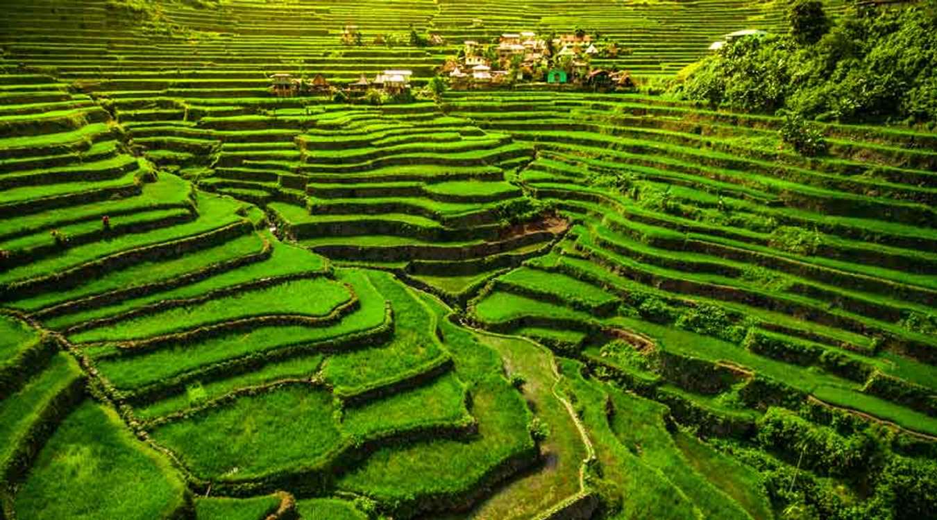 Banaue Rice Terraces