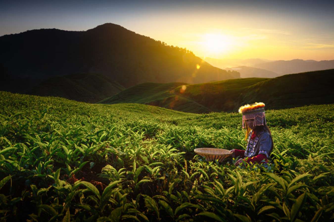 ชมไร่ชา และเที่ยวฟาร์มผีเสื้อ ที่คาเมรอน ไฮแลนด์ (Cameron Highlands) - มาเลเซีย 