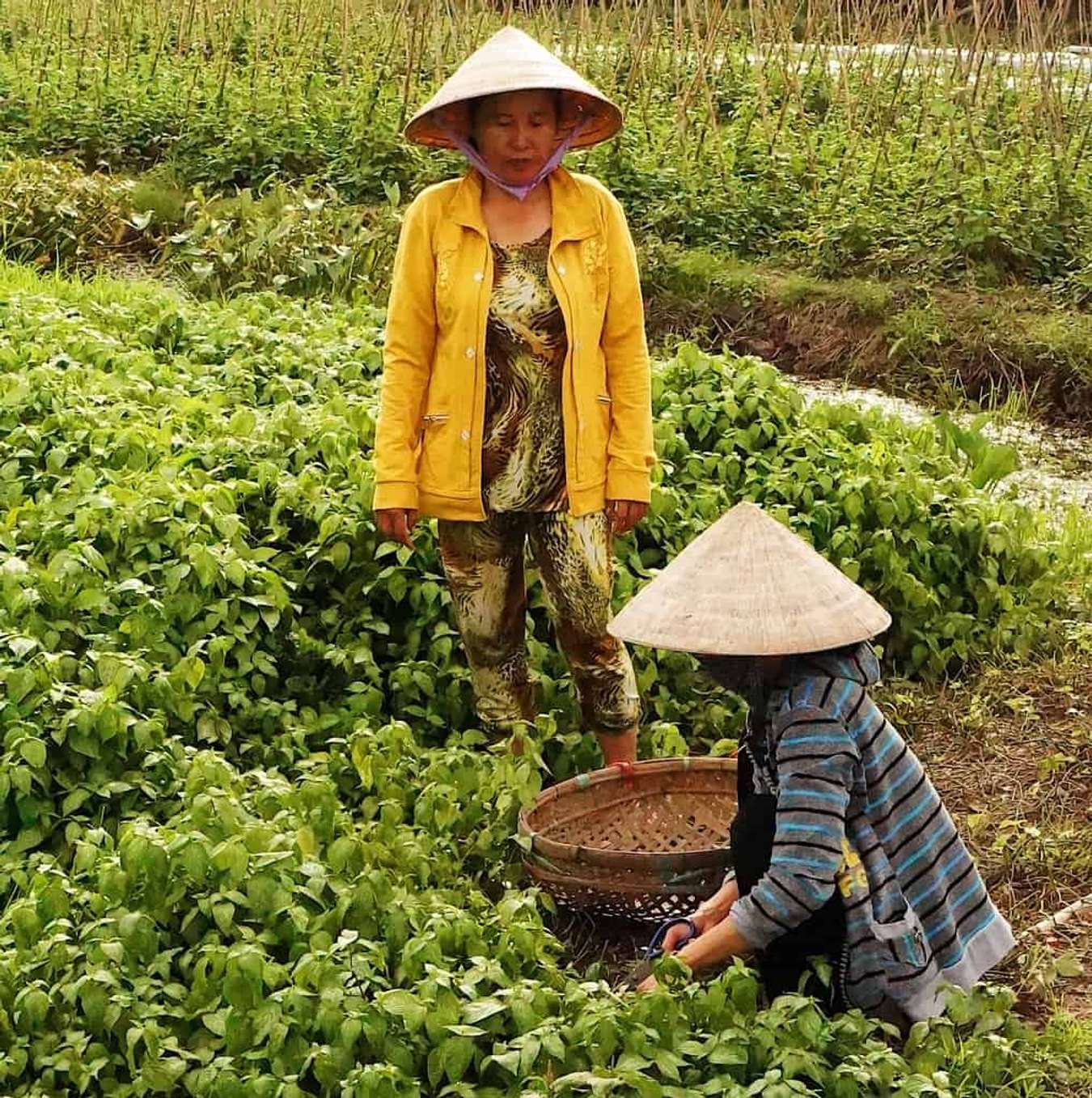 bánh tét lá cẩm-bình thủy-cần thơ