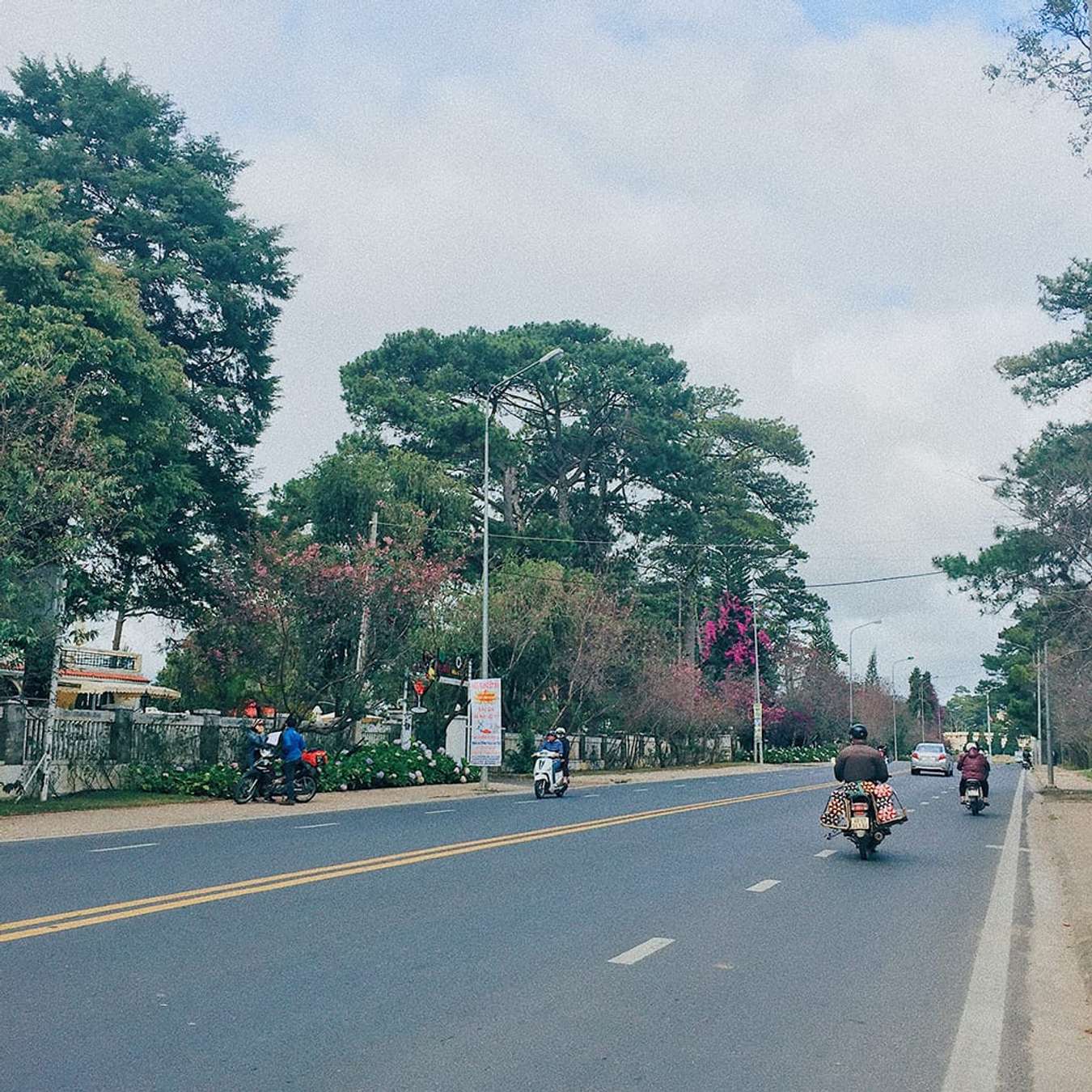 Du lịch Đà Lạt tháng 1 mai anh đào