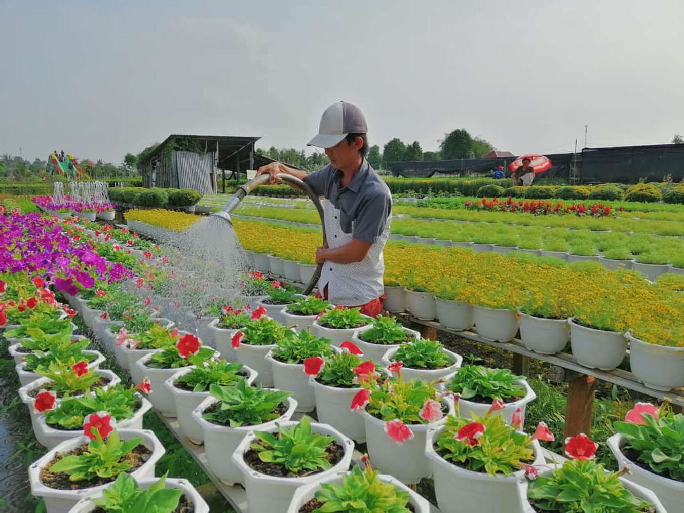 Sa Đéc nổi tiếng với những festival hoa độc đáo như Festival Hoa Đào, Festival Hoa Xuân. Mùa Xuân này, du khách đến Sa Đéc sẽ được tham quan Công viên Hoa của thành phố, tận hưởng không khí Tết nguyên đán và ngắm nhìn những chợ hoa tuyệt đẹp. Hãy xem hình ảnh để cảm nhận thêm về vẻ đẹp của Sa Đéc vào mùa Xuân.