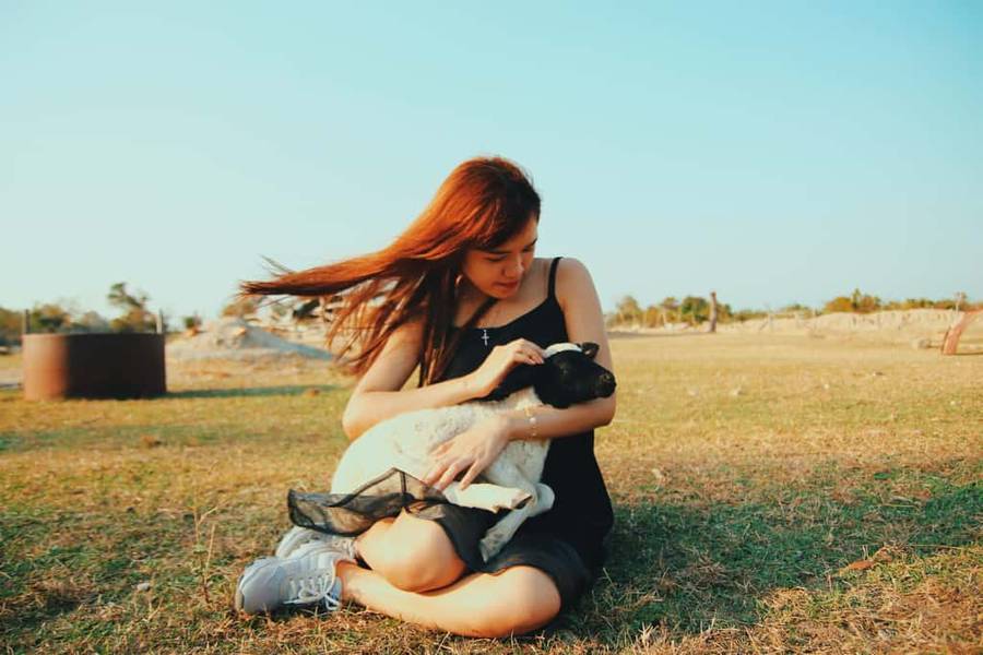 phan rang có gì chơi-Cánh đồng cừu An Hòa