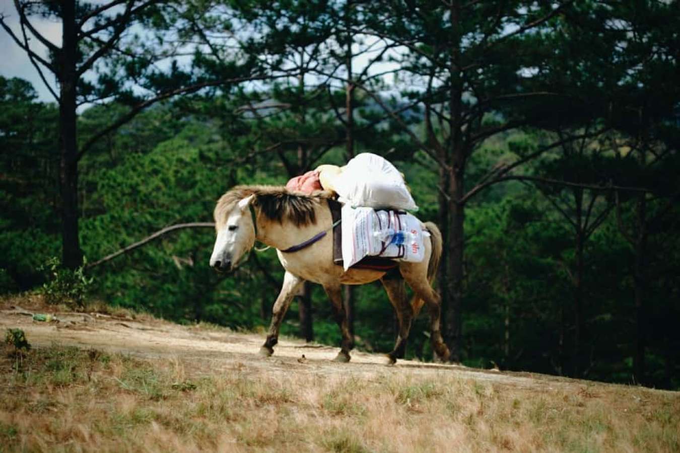 trekking tà năng phan dũng