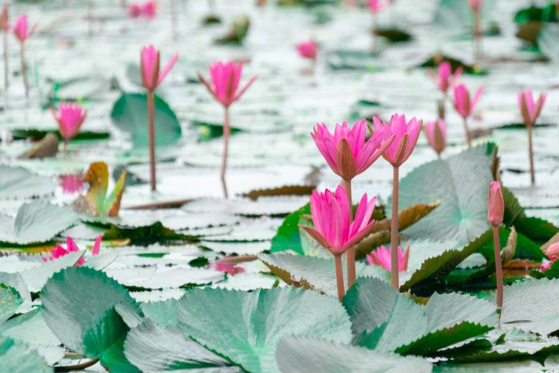 ทุ่งบัวแดงนครนายก - สถานที่เที่ยวนครนายก