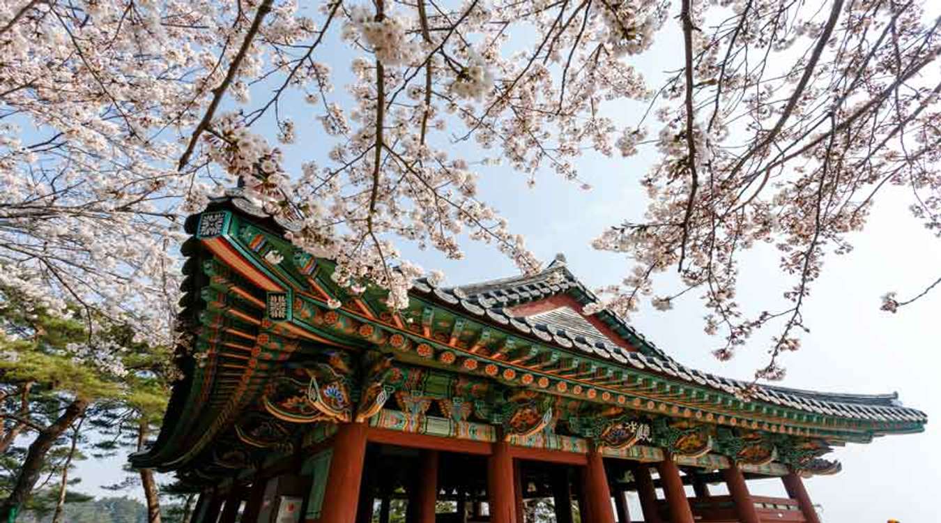 Gyeongpodae Pavilion Cherry Blossom