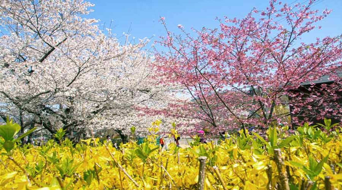 Hanamiyama Park Fukushima