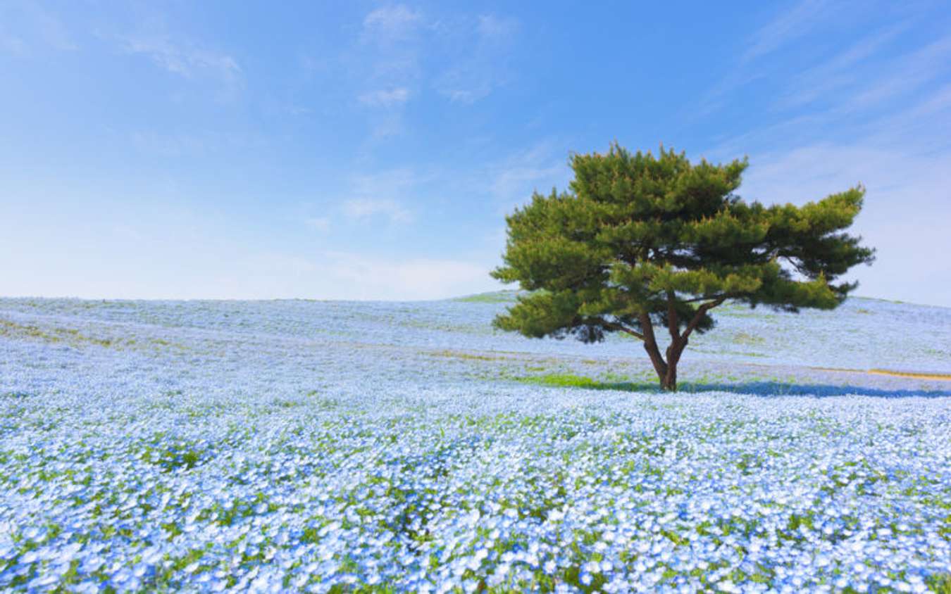 สวนริมทะเลฮิตาชิ ซีไซด์ ปาร์ค (Hitachi Seaside Park) - เที่ยวญี่ปุ่น