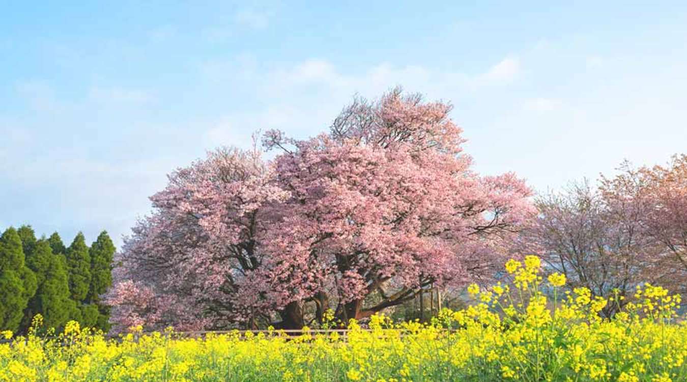 Isshingyo Sakura Aso Kumamoto