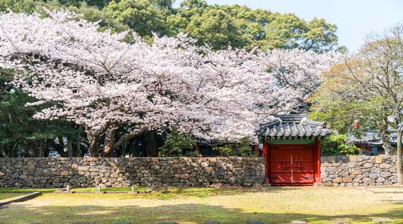 Jeju Island Cherry Blossom