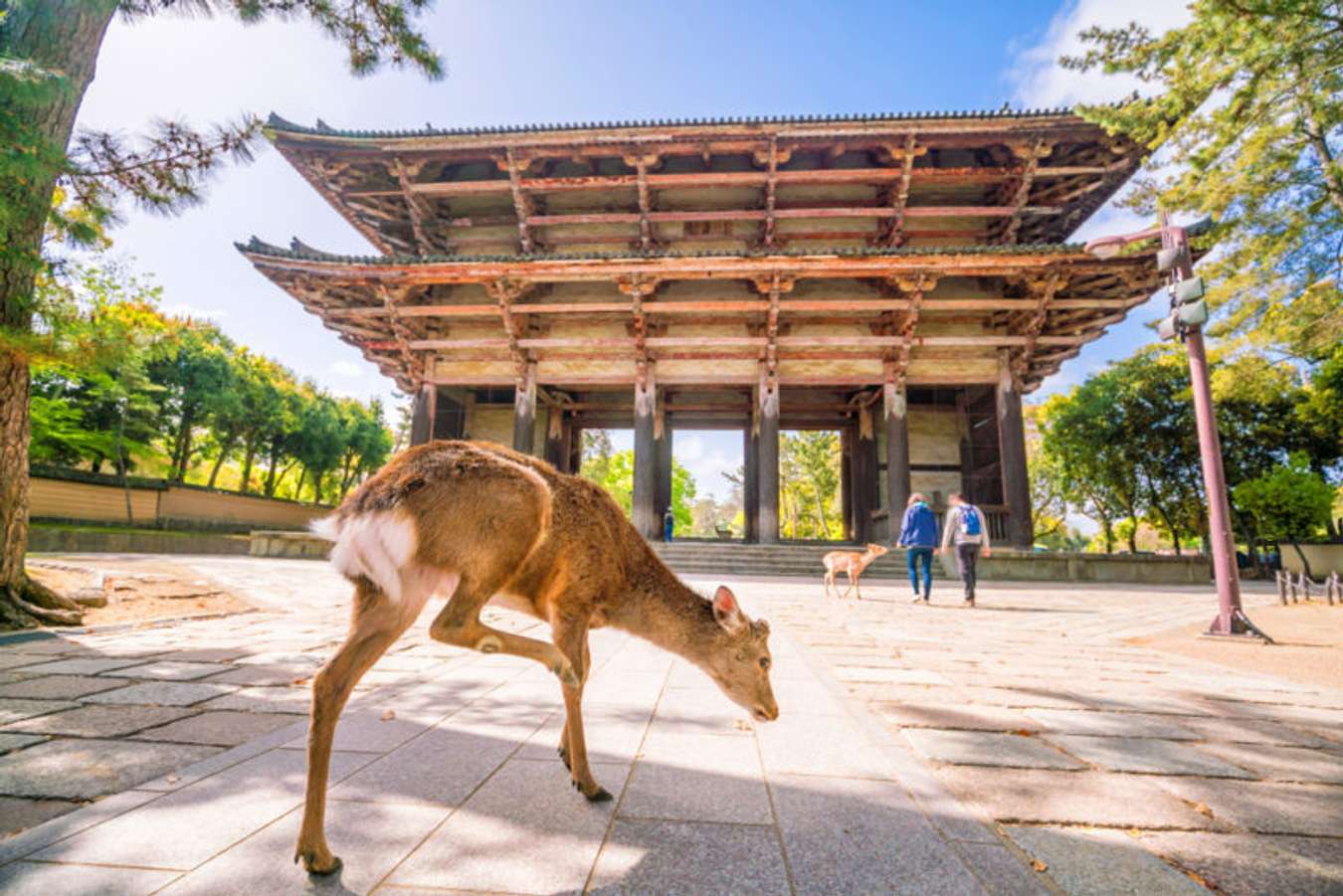 สวนกวางนารา (Nara Park) - เที่ยวญี่ปุ่น