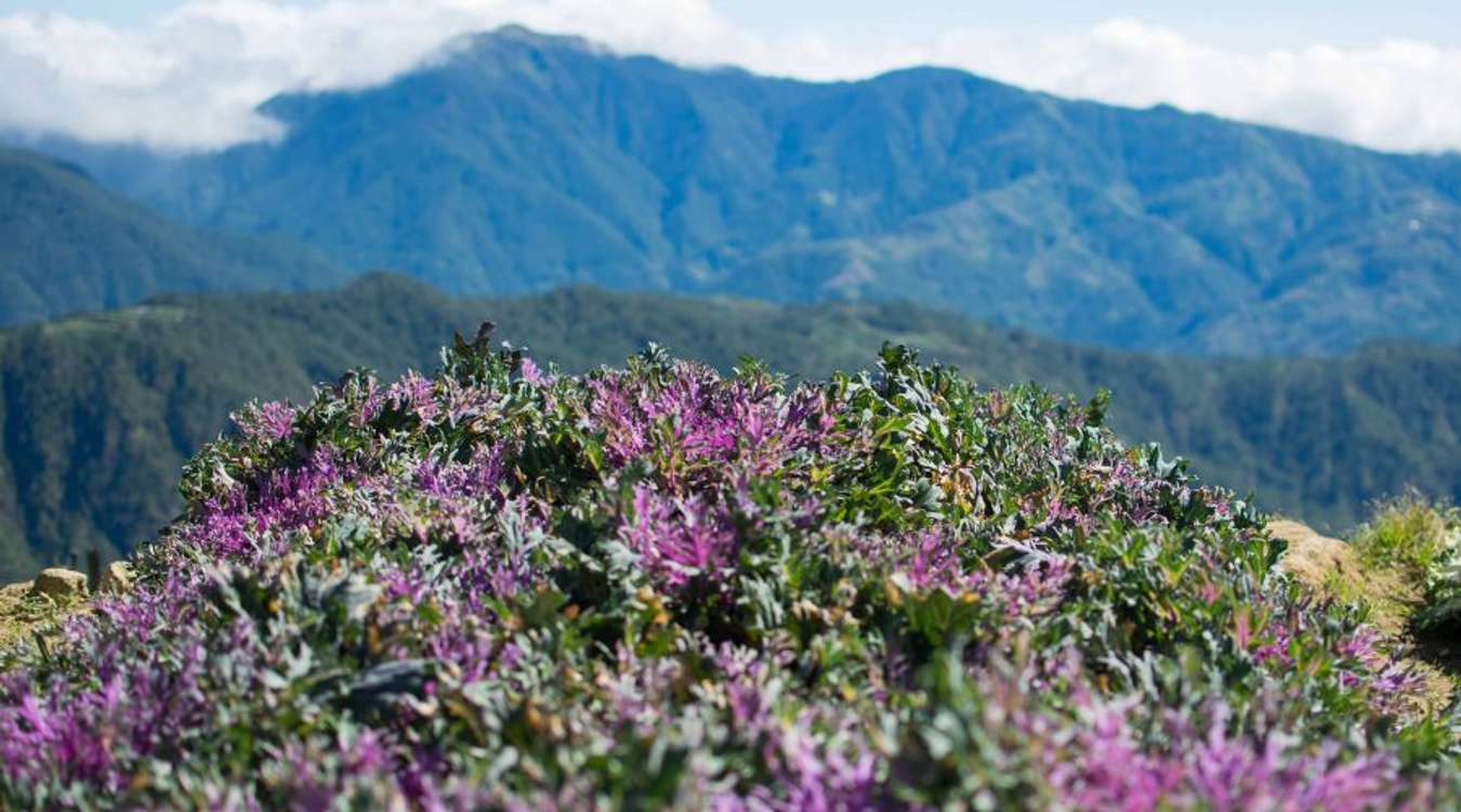 Northern Blossom Flower Farm in Benguet