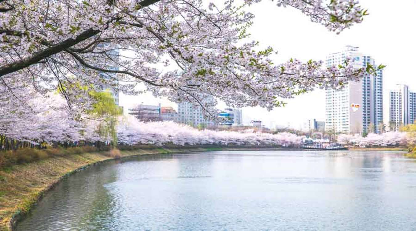 Seokchon Lake Cherry Blossom