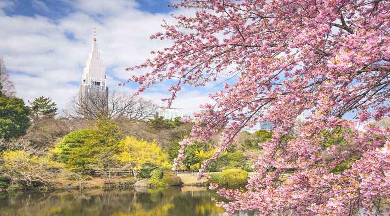 Shinjuku Gyoen Park