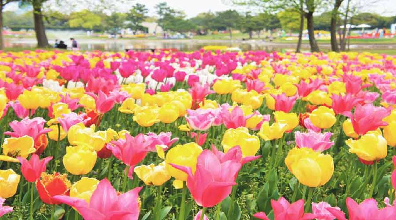 Uminonakamichi Seasaide Park