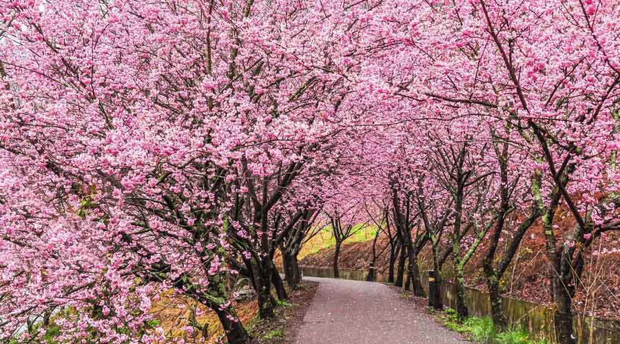 10 Beautiful Places To See Cherry Blossoms In Taiwan