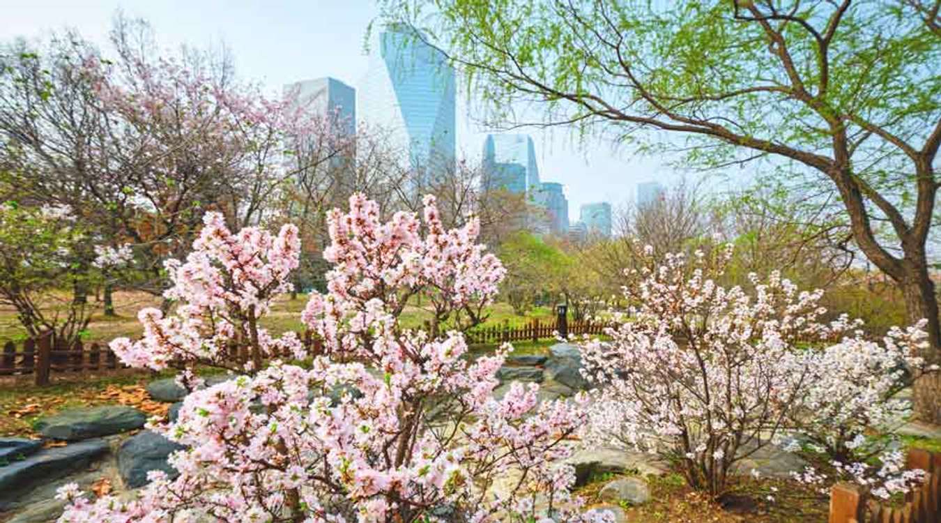 Yeouido Park Cherry Blossom