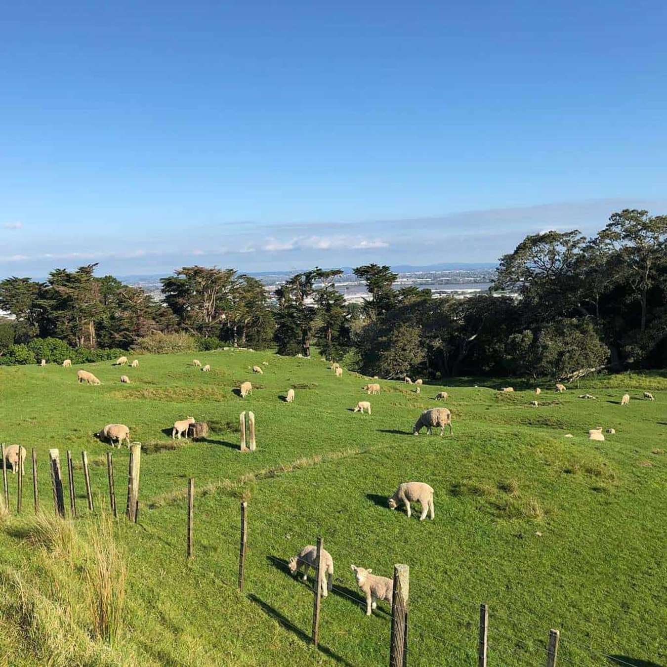 đồi Maungakiekie - du lịch Auckland