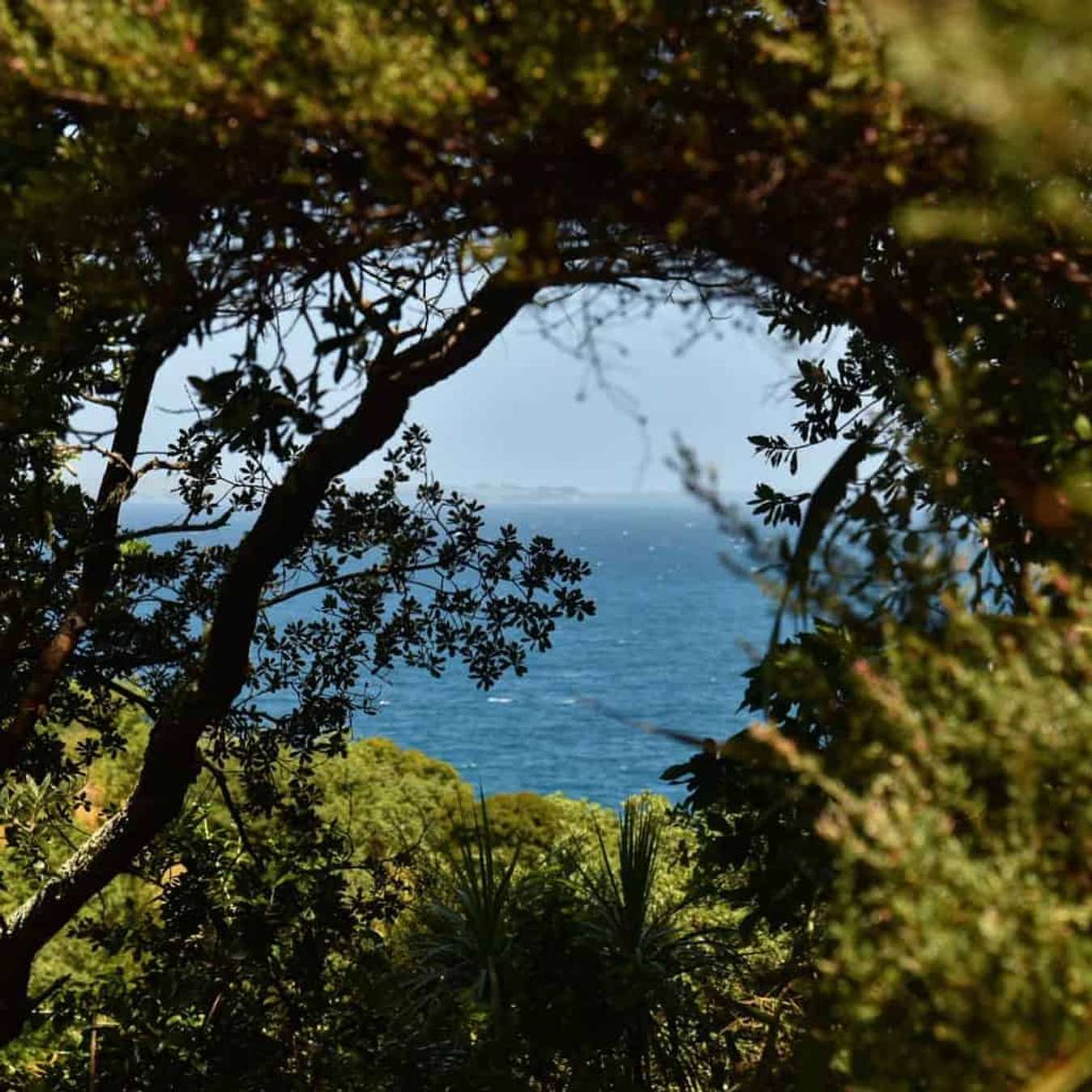 Hòn đảo Tiritiri Matangi - du lịch Auckland