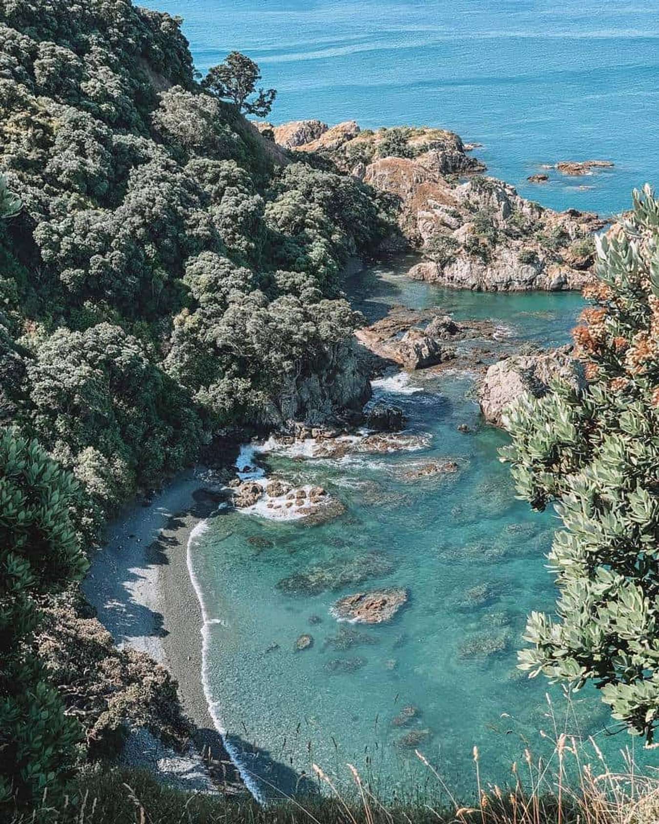 Hòn đảo Tiritiri Matangi - du lịch Auckland