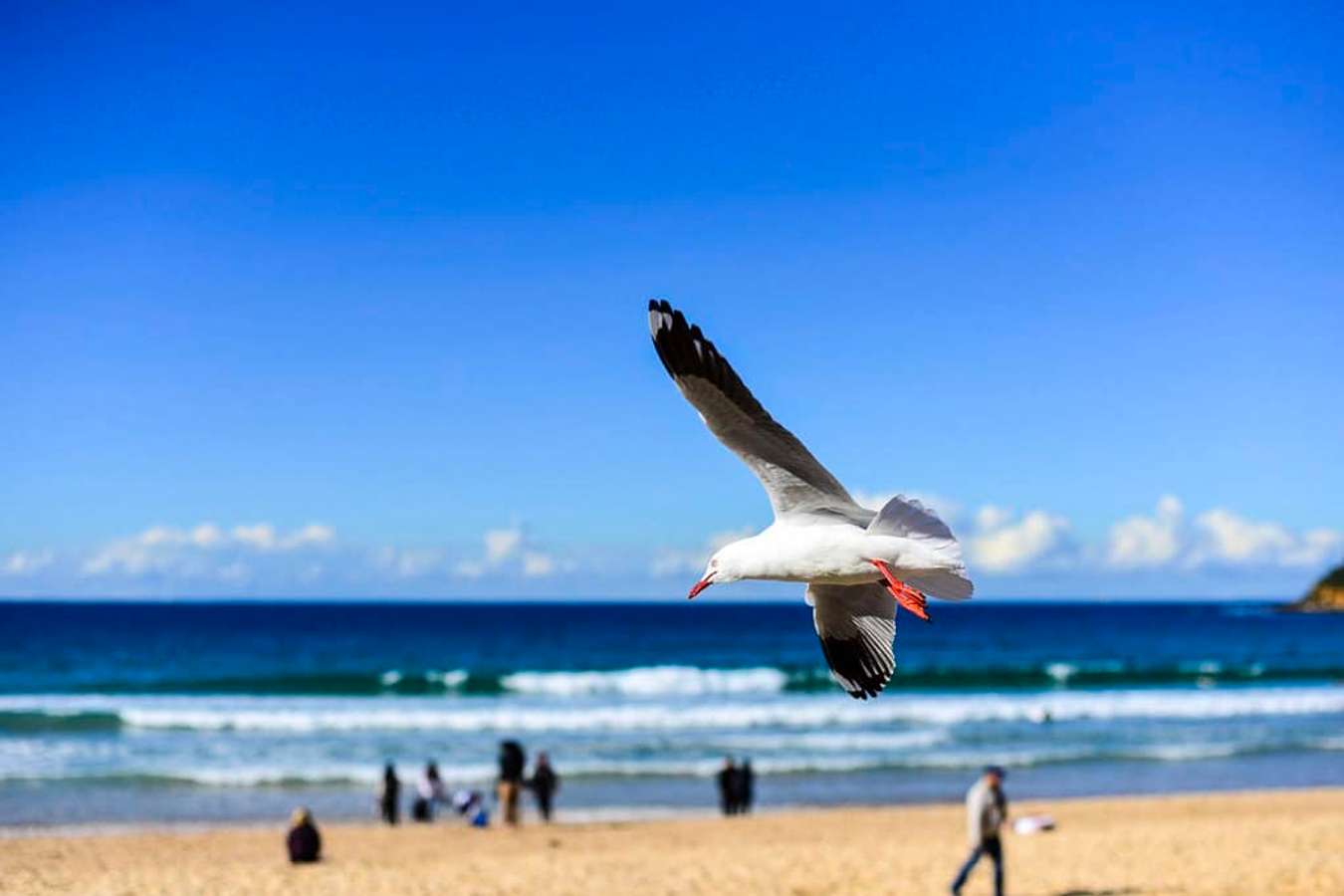 du lịch sydney nên đi đâu-manly beach