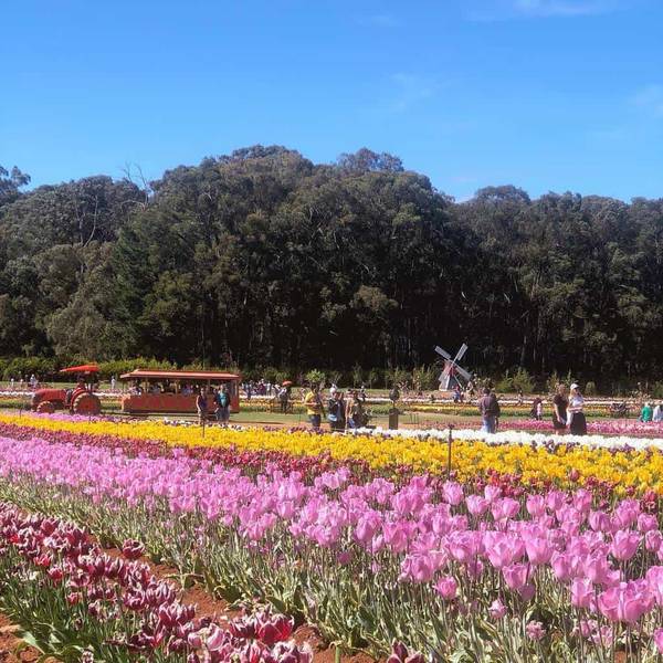 thời tiết melbourne-Tesselaar Tulip Festival