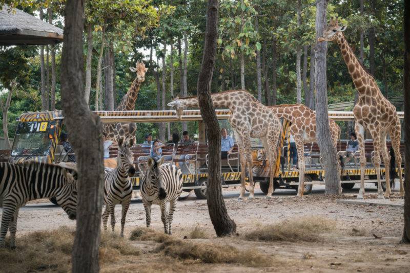 เชียงใหม่ ไนท์ซาฟารี - ที่เที่ยวในเมืองเชียงใหม่