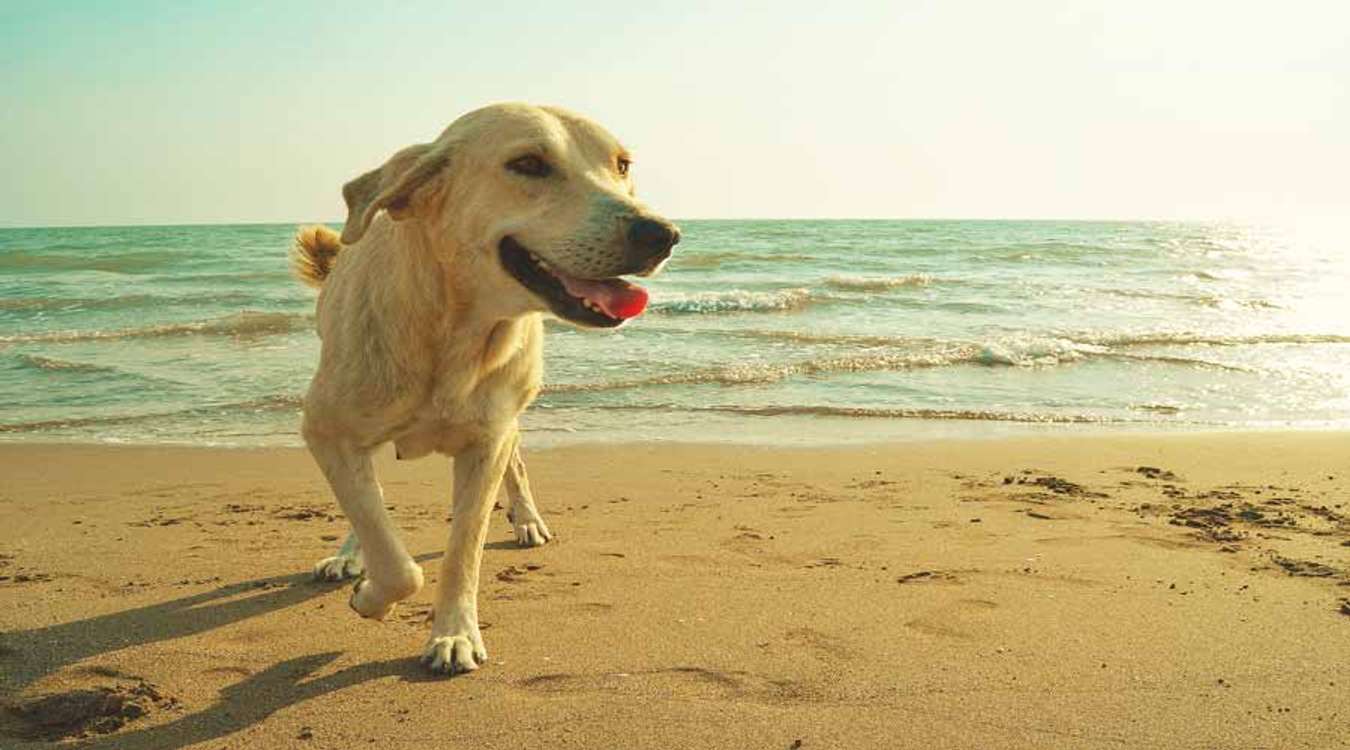 Pet on the Beach