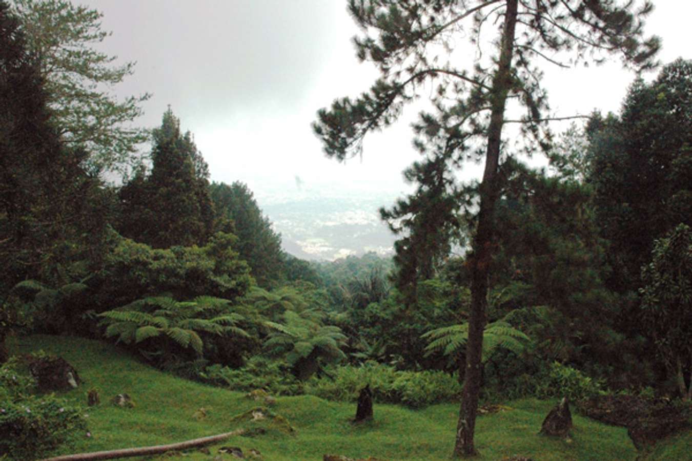 Bukit Larut