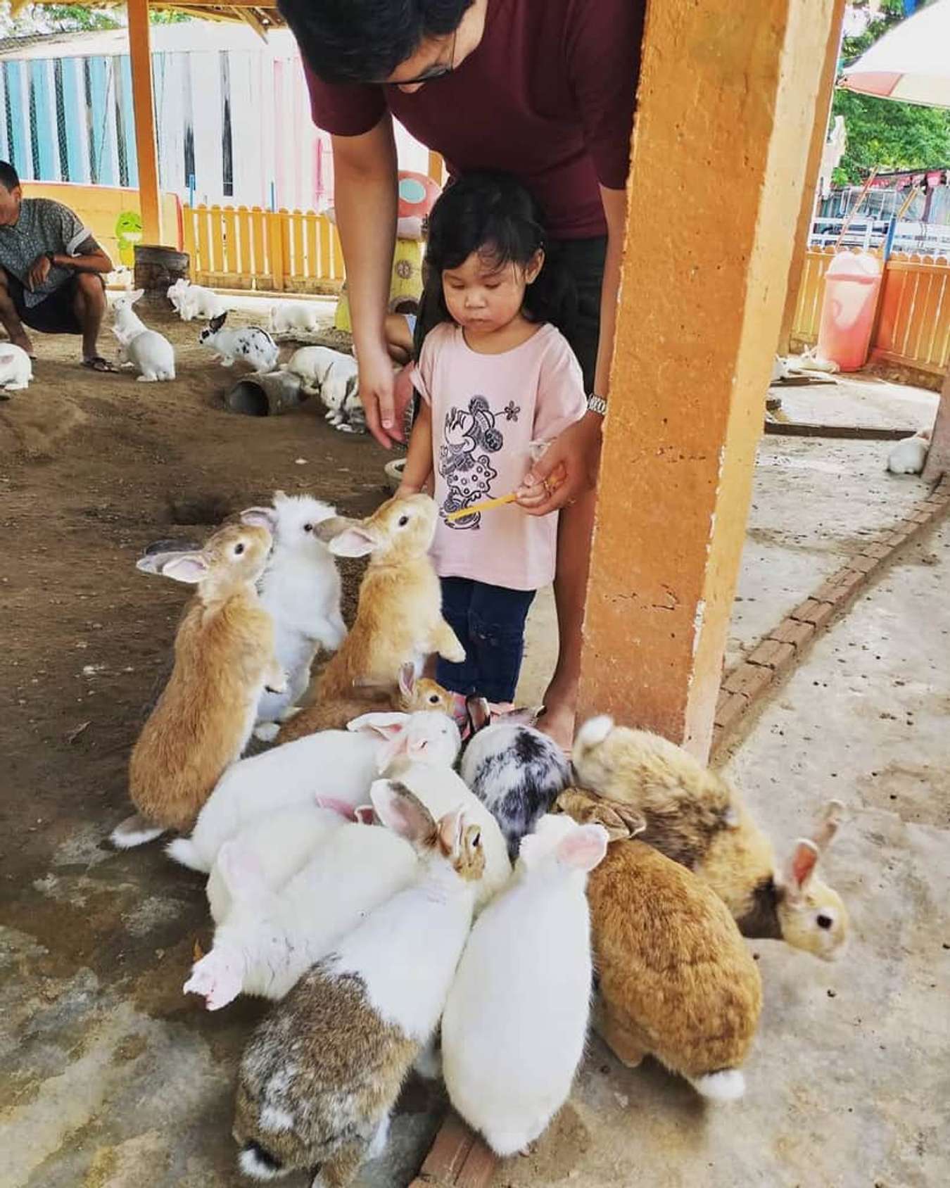 Trang trại cừu Swiss Sheep Farm 