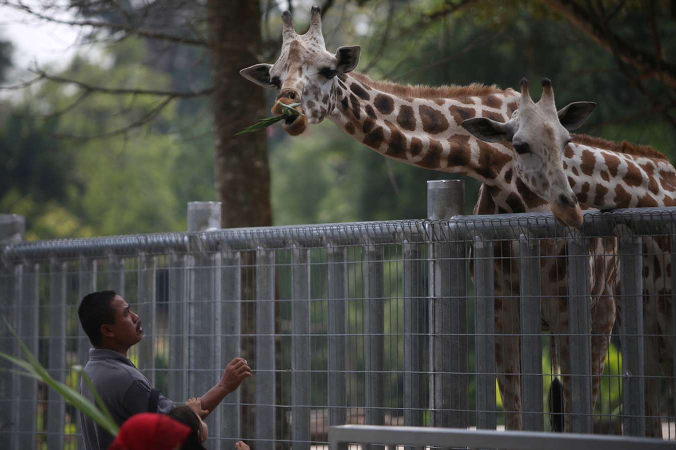 Taiping Zoo