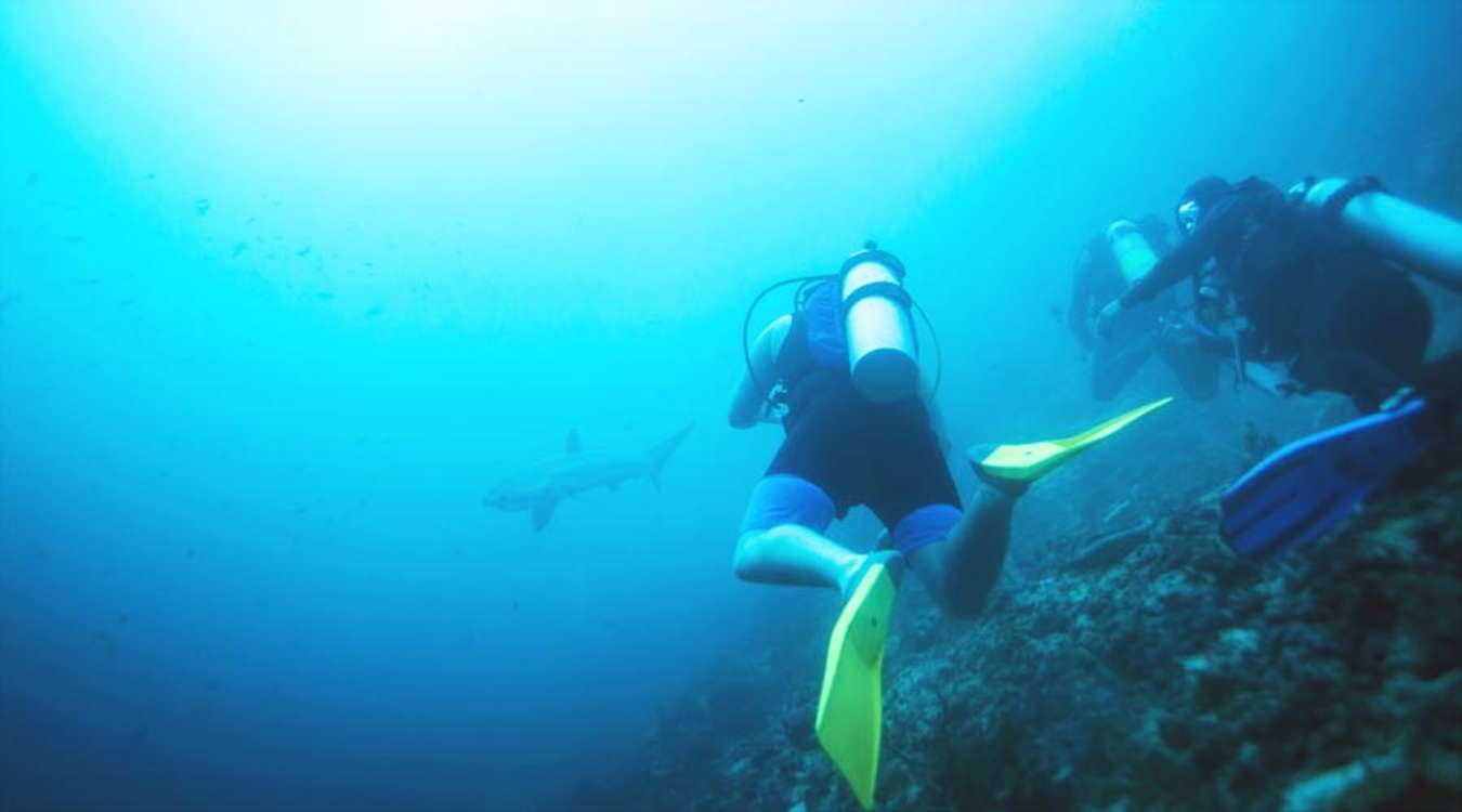 Witness shark in Malapascua